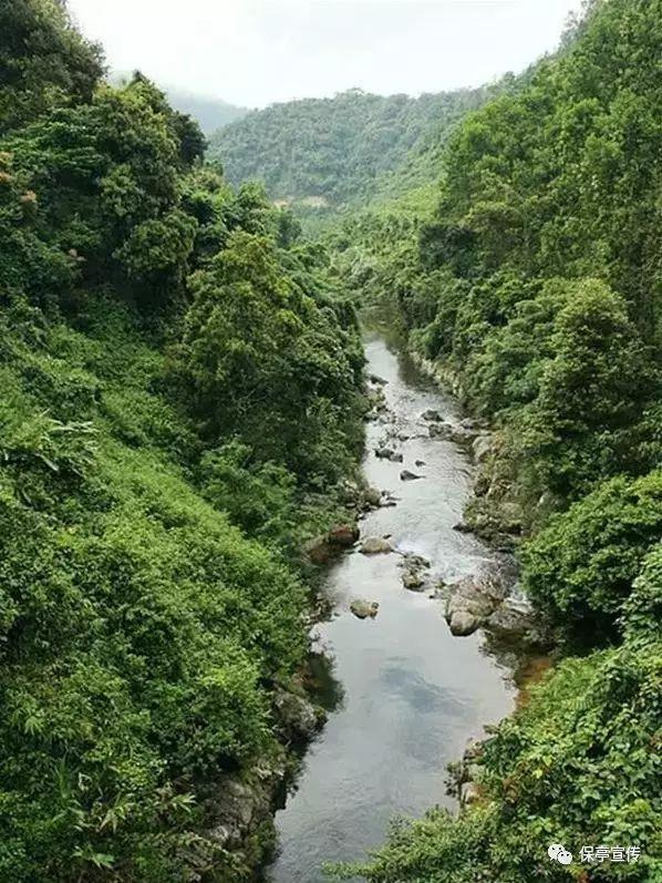 海口市美兰区政协委员崔茂毅:因地制宜发展东寨港红树林观鸟旅游产业